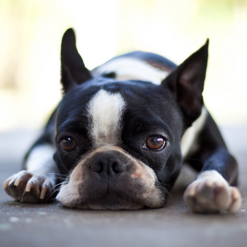 Causes of Distemper in a Dog