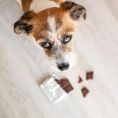Chocolate Poisoning in Dogs