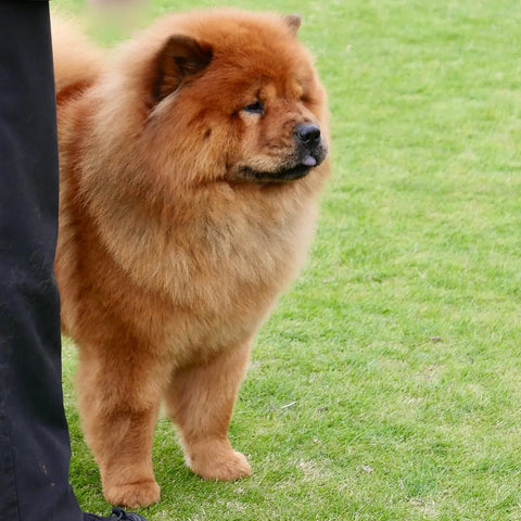 Chow Chow
