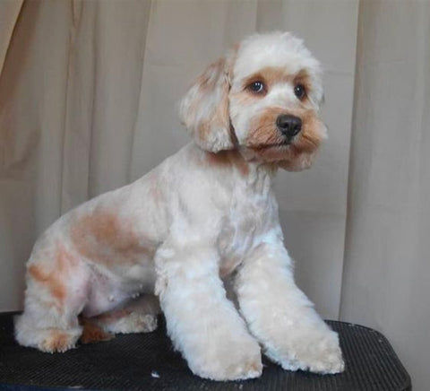 Cockapoo Lamb Cut, Cockapoo Lamb haircut