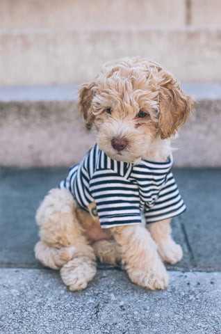 Cockapoo puppy cut, Cockapoo puppy haircut, Cockapoo hair and fur