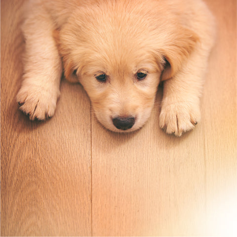 Common Dog Poisons