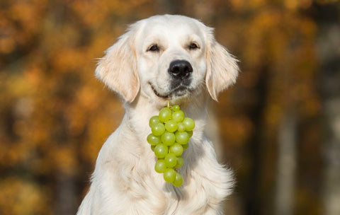 dog with grapes