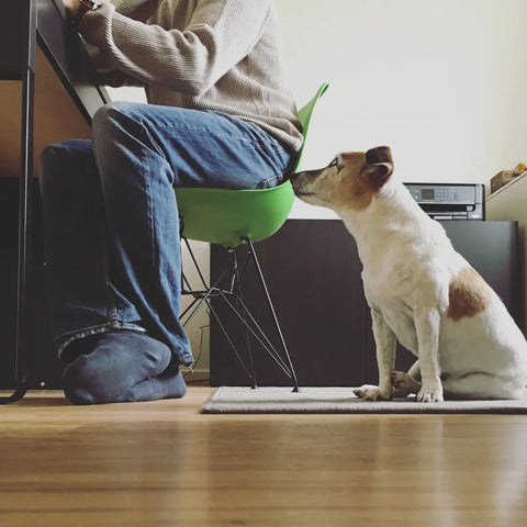 Dog-Proofing Your Home or Living Space