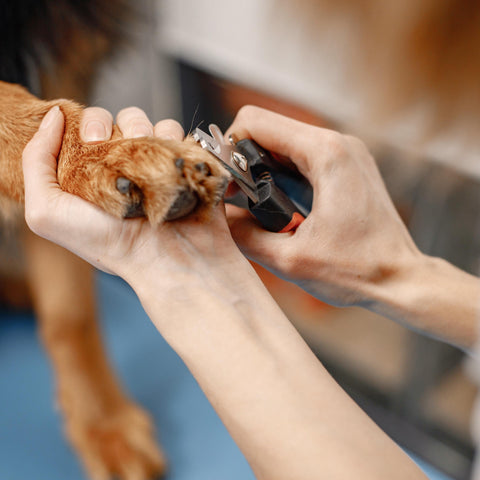 broken nails in dogs