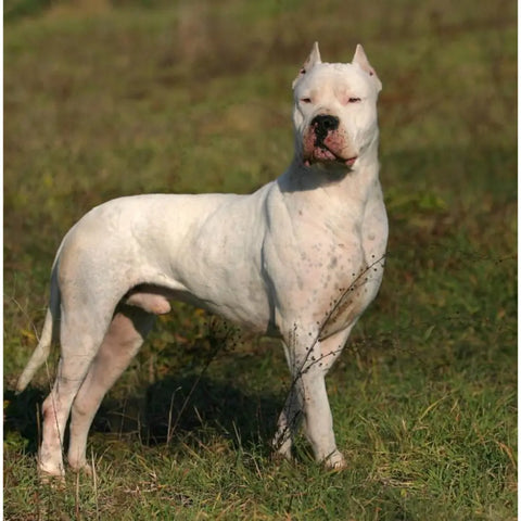 Dogo Argentino