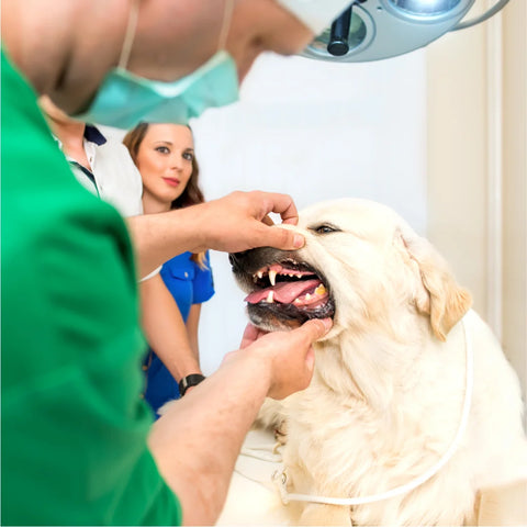 Dogs Dental Disease