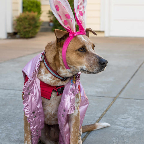 Dogs in Costumes