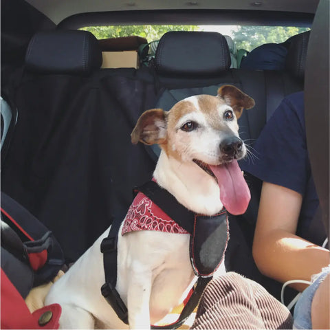 Don't Leave a Dog in the Car