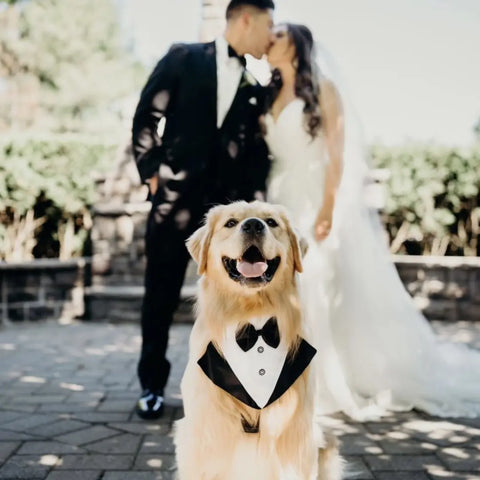 Dress Up Your Dog For The Wedding Day