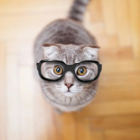 Entertainment After Owning a Cat