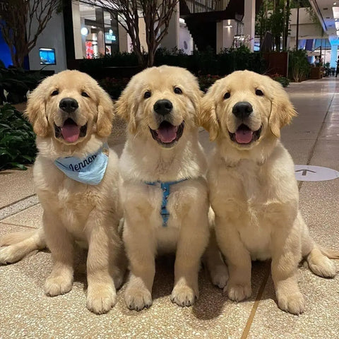 Golden Retriever love playing with other dogs
