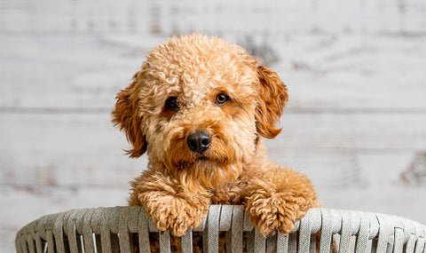 Goldendoodle, doodle breeds