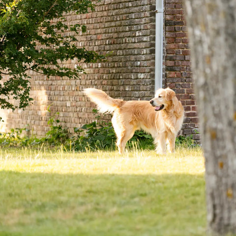 Good fetch session for Golden Retriever
