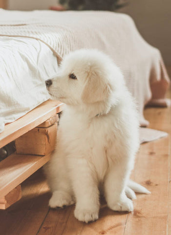 Great Pyrenees, hard to train dogs