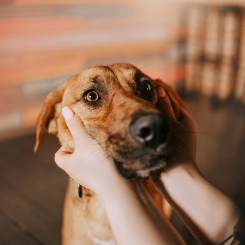 Grieving For Our Beloved Pets