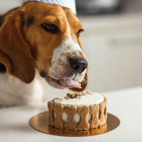 HARMFUL FOODS FOR DOG