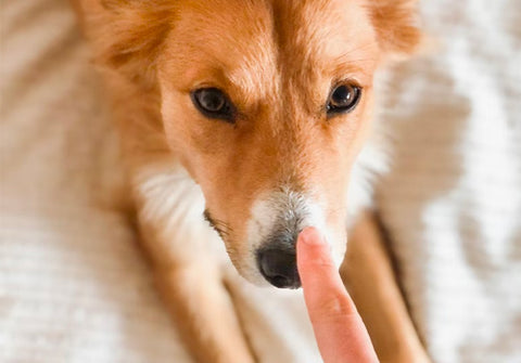 How to Diagnose the cause of your Dog's Runny Nose
