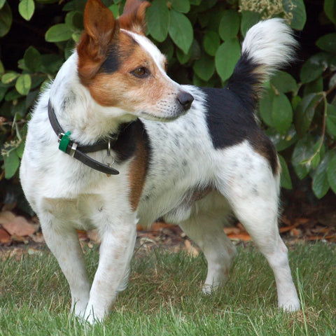Jack Russell Terrier