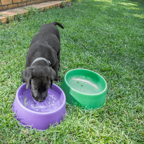 Keeping a Dog Hydrated in Summer