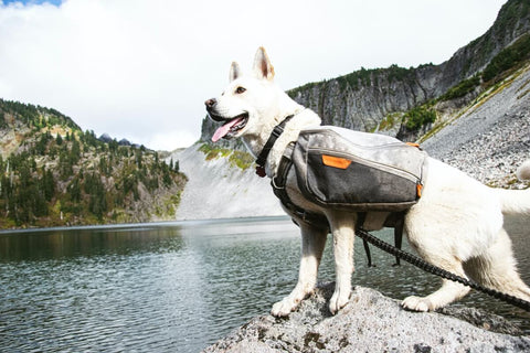 dog in mountains