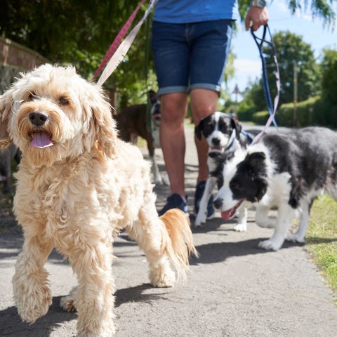 pets wellbeing