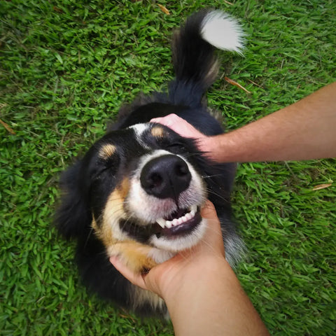 Preventing Oral Disease in Dogs