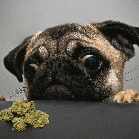 dog and cannabis: benefits, side effects, pug and marihuana