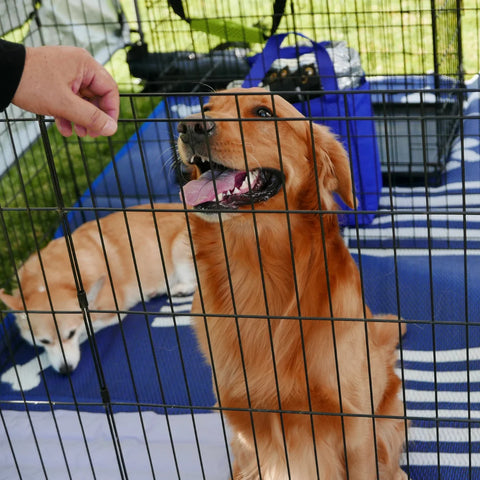 Specific Questions and Topics to Ask About Before Adopting