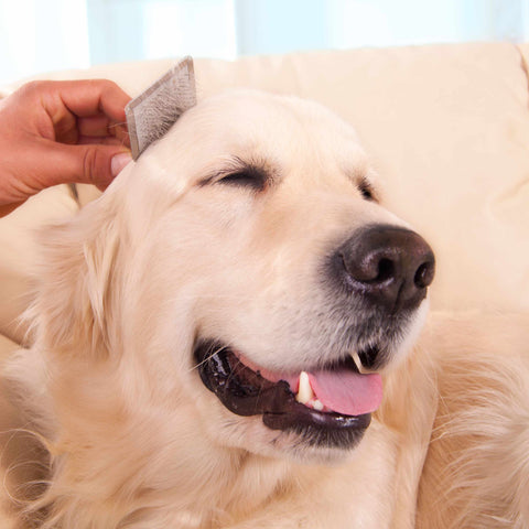 Right Dog Grooming Brushes