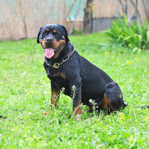 Rottweiler