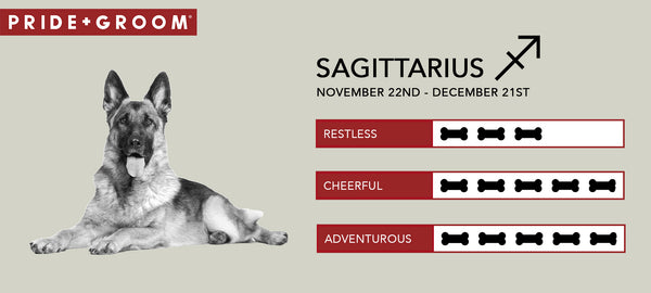 Sagittarius dog Personality