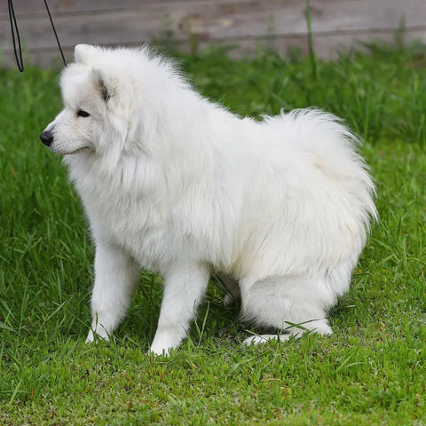 Samoyed