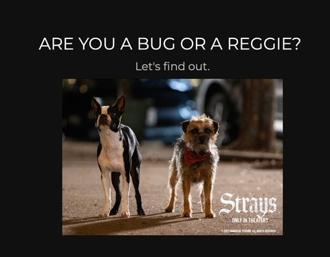 strays quizz