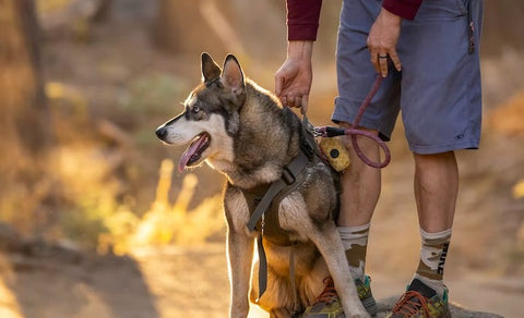 hiking dog