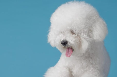 white bichon, bichon grooming