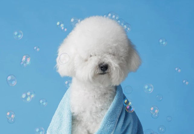 bichon frise, hypoallergenic dogs