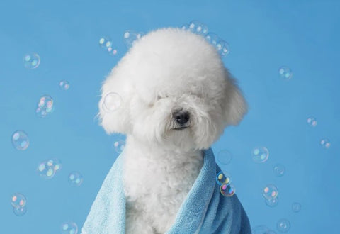 Groom a Bichon Frise, after bath Bichon Frise