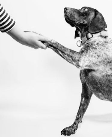 dog shaking hand