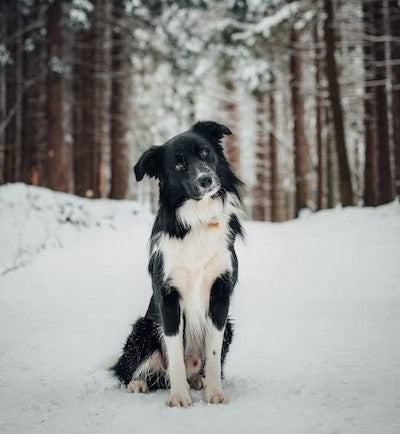 dog in the snow, black dog
