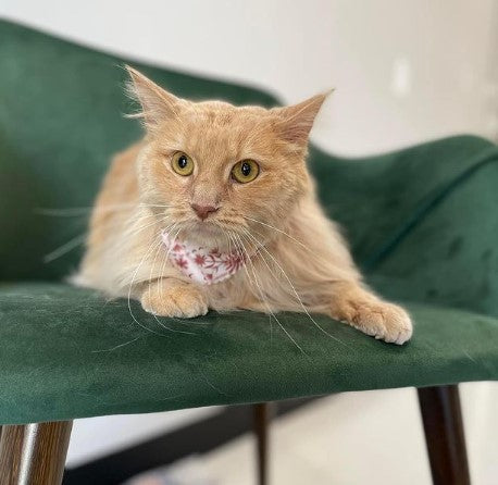 cat on the sofa, cat paws