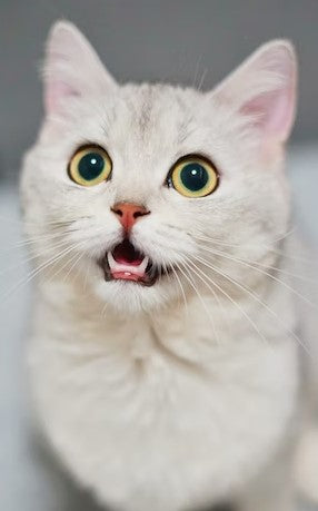 cat in shock, shocked white cat