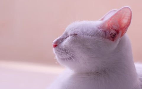 white cat, how to clean cat's ears