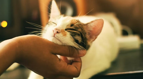 sleepy white cat