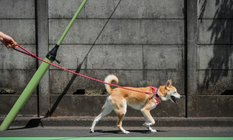 dog leash aggression
