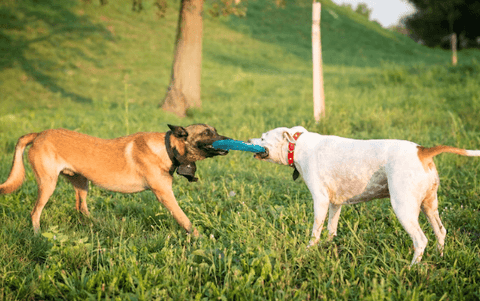 Possessive Aggression in dogs
