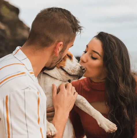 Foster-to-adopt dog, a foster dog loved by foster parents