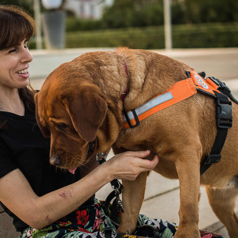 Service Dogs