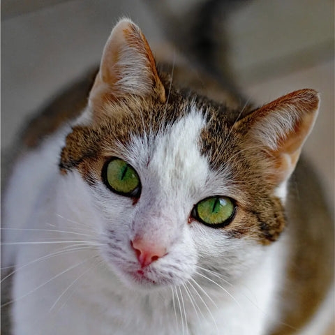 Social Connection After Owning a Cat