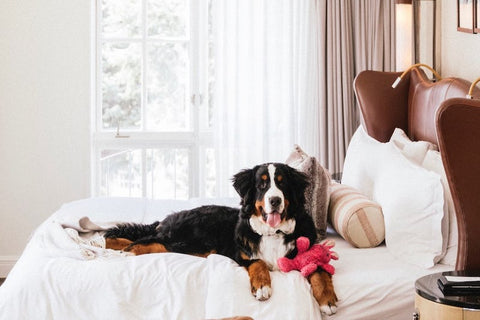 st regis aspen hotel, pet friendly hotel in aspen, pet friednly hotels in usa